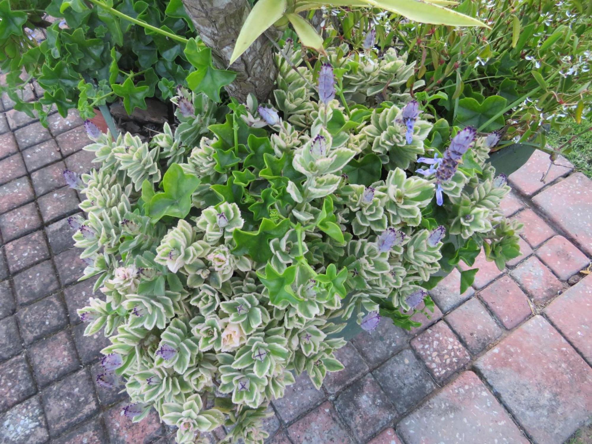 Whistlewood Guesthouse Walmer, Port Eizabeth Port Elizabeth Bagian luar foto