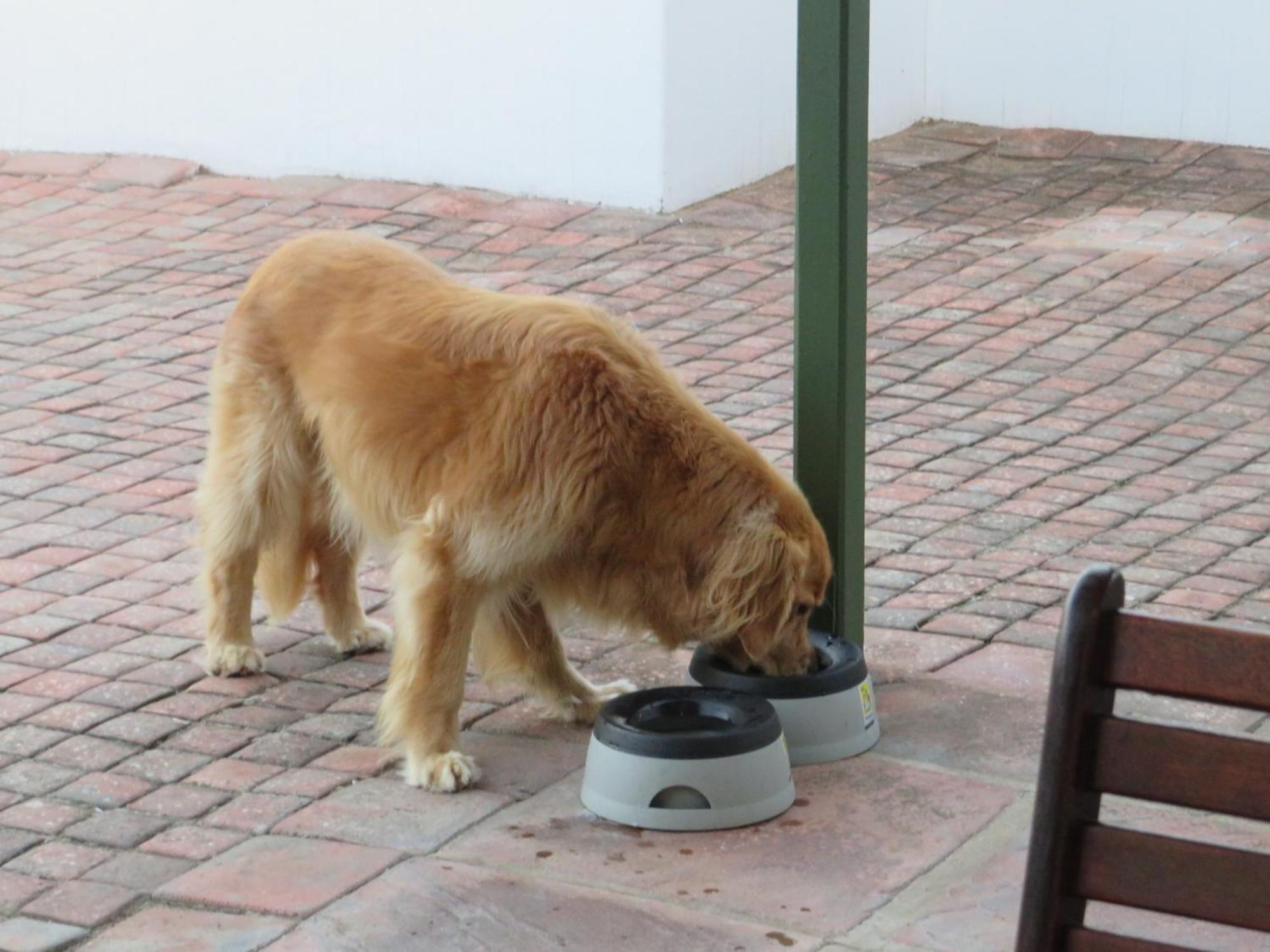 Whistlewood Guesthouse Walmer, Port Eizabeth Port Elizabeth Bagian luar foto