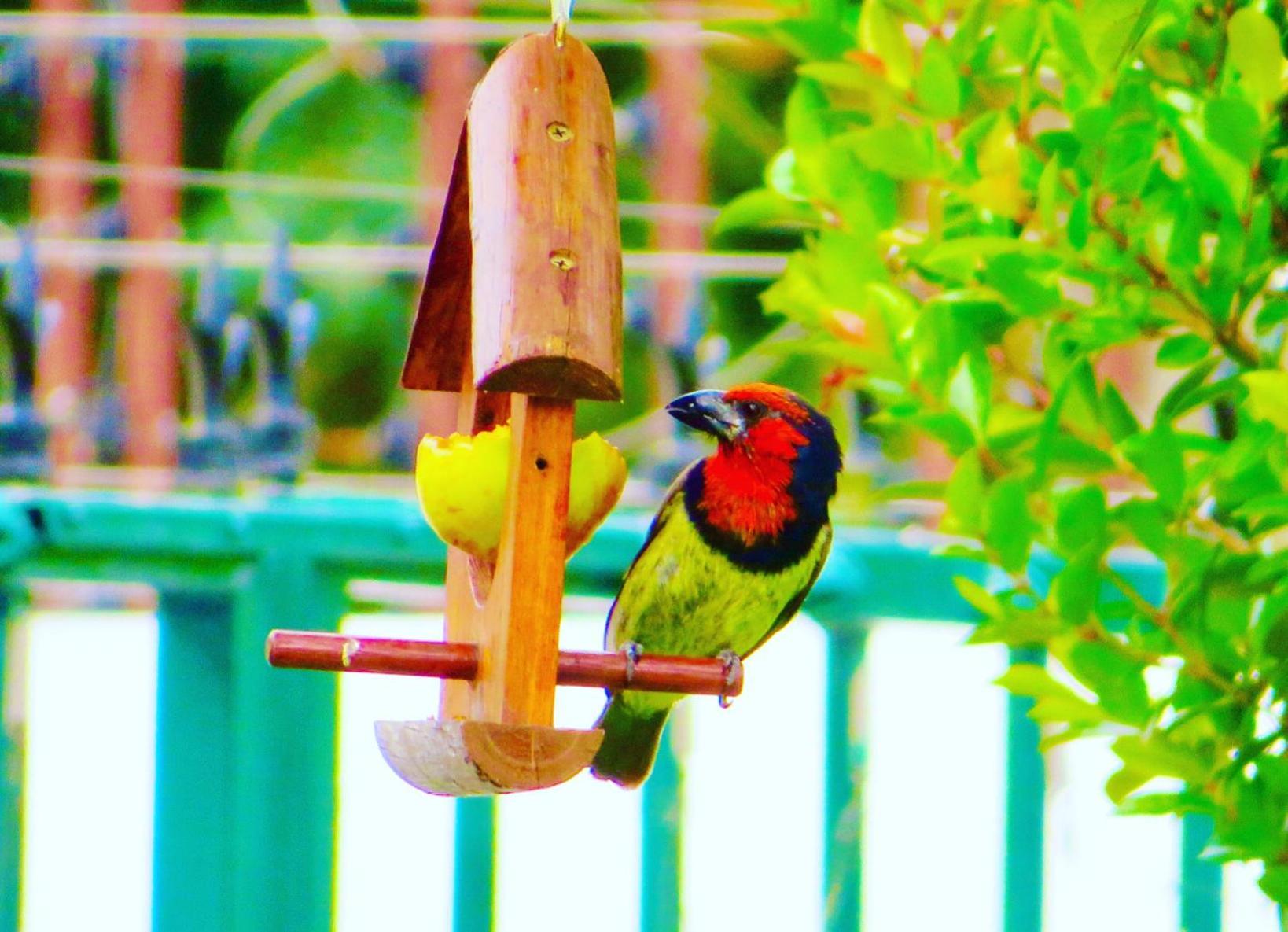 Whistlewood Guesthouse Walmer, Port Eizabeth Port Elizabeth Bagian luar foto