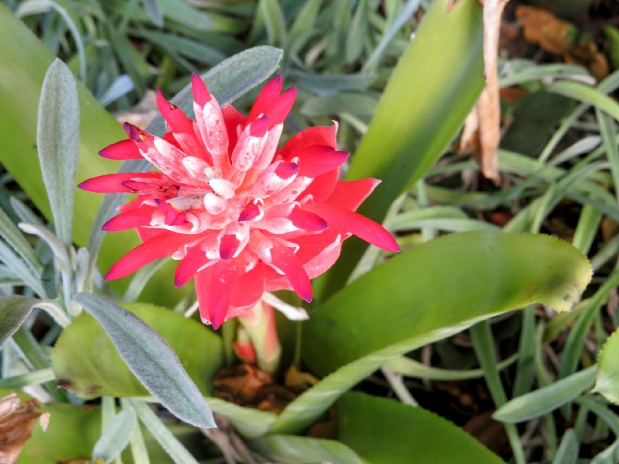 Whistlewood Guesthouse Walmer, Port Eizabeth Port Elizabeth Bagian luar foto