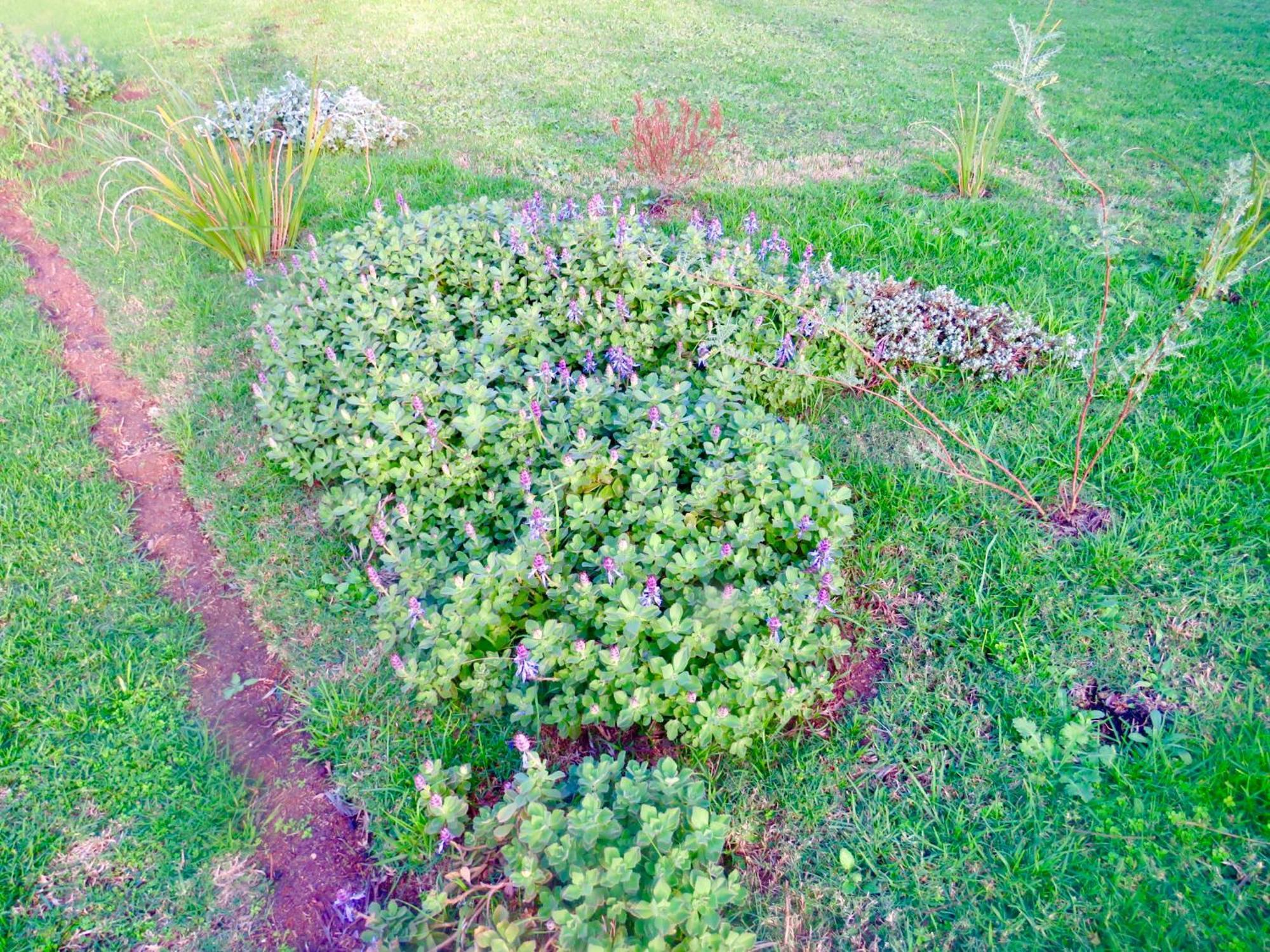 Whistlewood Guesthouse Walmer, Port Eizabeth Port Elizabeth Bagian luar foto