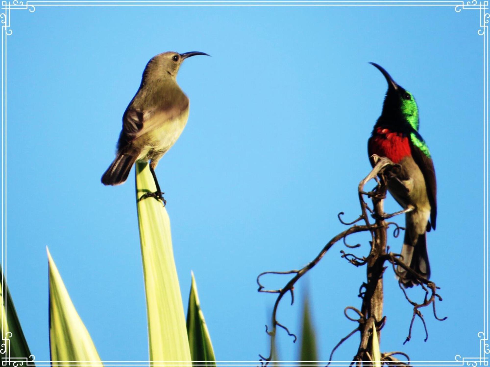 Whistlewood Guesthouse Walmer, Port Eizabeth Port Elizabeth Bagian luar foto